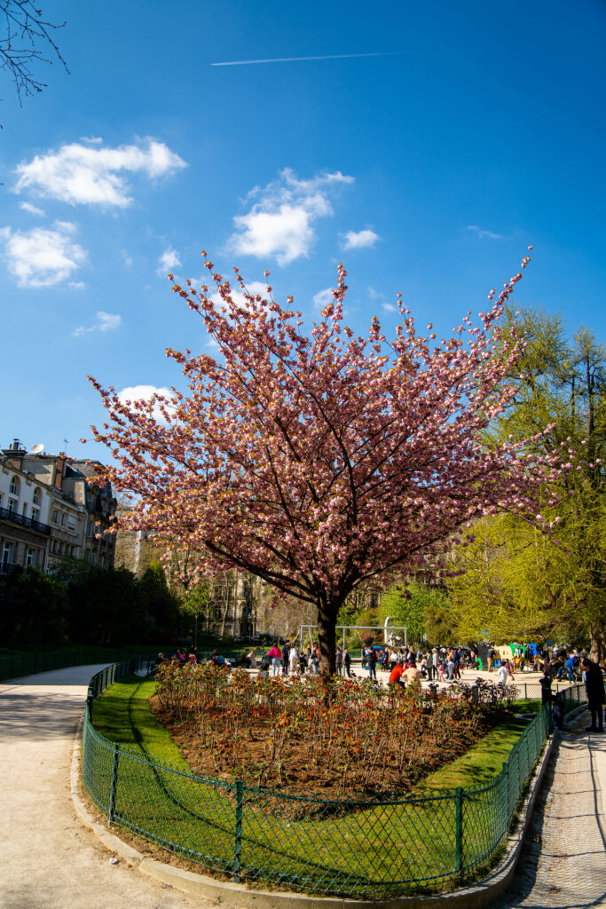 Sakura Flower Tree